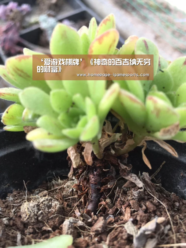 ‘爱游戏棋牌’《神奇的百吉纳无穷的财富》(图2) 爱游戏体育直播